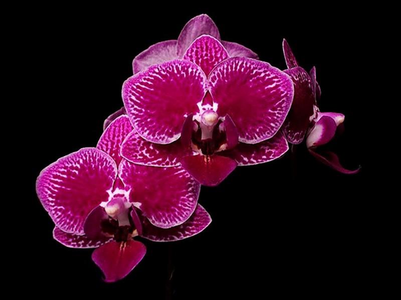 Dicas de orquídeas para cultivar dentro de casa